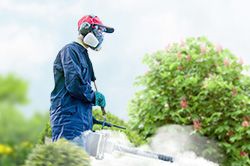 Обработка сада от паразитов - необходимые меры и их регулярность  в Новосибирске