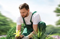 Озеленение и городское благоустройство, создание комфортной среды  в Новосибирске