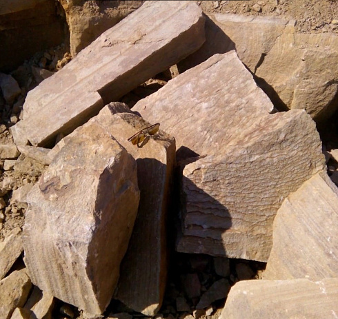 Kamenclub.ru: Песчаник пластушка желтый с рисунком (7-15 см)  купить в Новосибирске плитняк - пластушка - бут желтый песчаник 10200 руб/м3   фото КАМЕНЬ КЛУБ