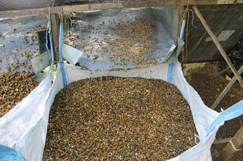 Kamenclub.ru: Галька окат (серо-желтая) фр.10-20 мм. купить  в Новосибирске галька серо-желтая, рыжая, серый речная окатанная округлая галька 5000 руб/т   фото КАМЕНЬ КЛУБ