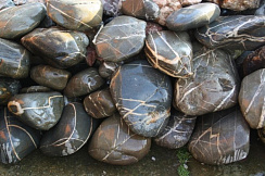 Kamenclub.ru: Валунчик Паутинник фр.100-300 мм  купить в Новосибирске крупный природный камень галечник темно-серый с прожилками белый черный речной валунчик 5000 руб/т   фото КАМЕНЬ КЛУБ