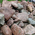 Kamenclub.ru: Конгломераты фр. 300-1000 мм.  купить в Новосибирске кварц мрамор диабаз коричневый, серый зеленоватый речной валун крупный 6500 руб/т   фото КАМЕНЬ КЛУБ