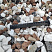 Kamenclub.ru: Мраморная крошка (щебень крошка микс : белый-черный-розовый) фр. 20-40 мм.  купить в Новосибирске мрамор белый, черный, розовый декоративная ландшафтная крошка 12000 руб/т   фото КАМЕНЬ КЛУБ