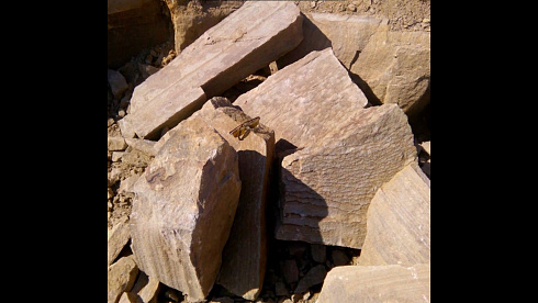 Kamenclub.ru: Песчаник пластушка желтый с рисунком (4-6 см)  купить в Новосибирске плитняк пластушка желтый с рисунком песчаник 9 000 руб/м3   фото КАМЕНЬ КЛУБ