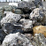 Kamenclub.ru: Черный гранит - кварцит фр. 500-1000 мм.  купить в Новосибирске гранит кварцит черный серый белый скальный колотый валун 9750 руб/т   фото КАМЕНЬ КЛУБ