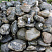 Kamenclub.ru: Валунчик Паутинник фр.100-300 мм  купить в Новосибирске крупный природный камень галечник темно-серый с прожилками белый черный речной валунчик 5000 руб/т   фото КАМЕНЬ КЛУБ