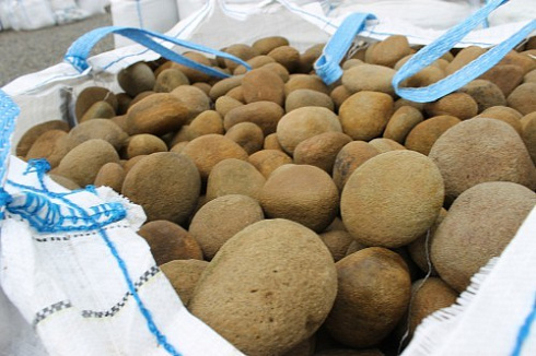 Kamenclub.ru: Песчаник ядра, фр. 100-300 мм  купить в Новосибирске песчаник бежевый серый рыжий речная галька 5 000 руб/т   фото КАМЕНЬ КЛУБ