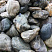 Kamenclub.ru: Речной валун Кабанчик фр.300-500 мм.  купить в Новосибирске крупный природный камень галька серый, темно-серый речной валун галечник масштабный 7000 руб/т   фото КАМЕНЬ КЛУБ