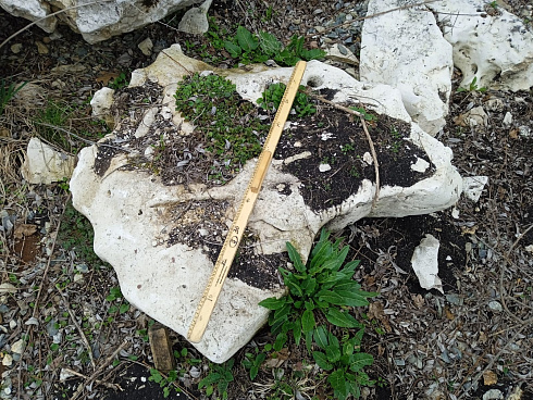 Kamenclub.ru: Выветренный известняк со мхом фр. 100-500 мм.  купить в Новосибирске известняк серый белый зеленый валун известняковый крупный 10000 руб/т   фото КАМЕНЬ КЛУБ