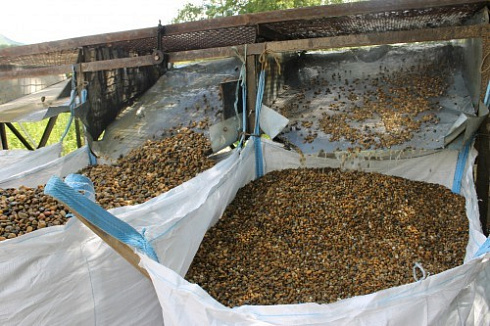 Kamenclub.ru: Галька окат (серо-желтая) фр.10-20 мм. купить  в Новосибирске галька серо-желтая, рыжая, серый речная окатанная округлая галька 5000 руб/т   фото КАМЕНЬ КЛУБ