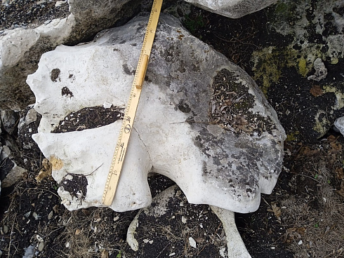 Kamenclub.ru: Выветренный известняк (степной) фр. 500-1500 мм.  купить в Новосибирске    10000 руб/т   фото КАМЕНЬ КЛУБ