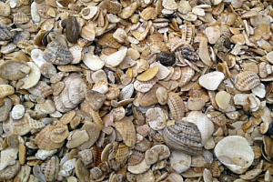 Морская ракушка фр. 5-20 мм  купить в Новосибирске фото Камень Клуб